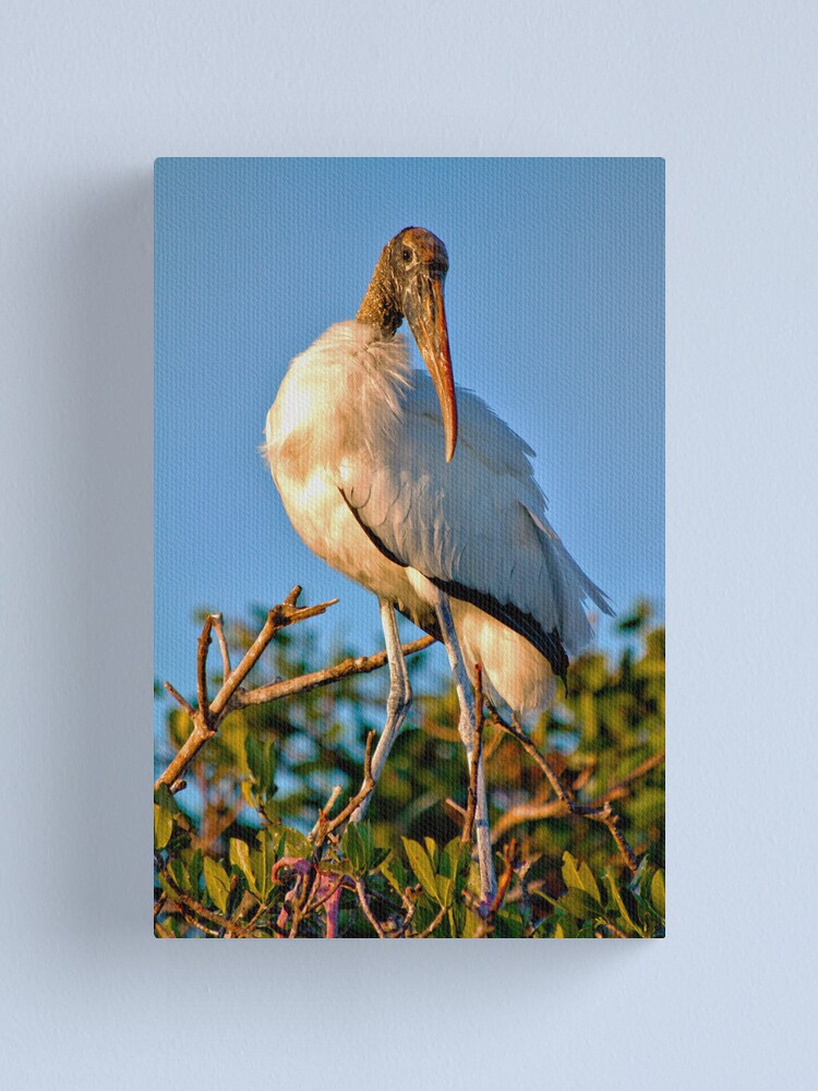 Alternate view of Adult Wood Stork Canvas Print