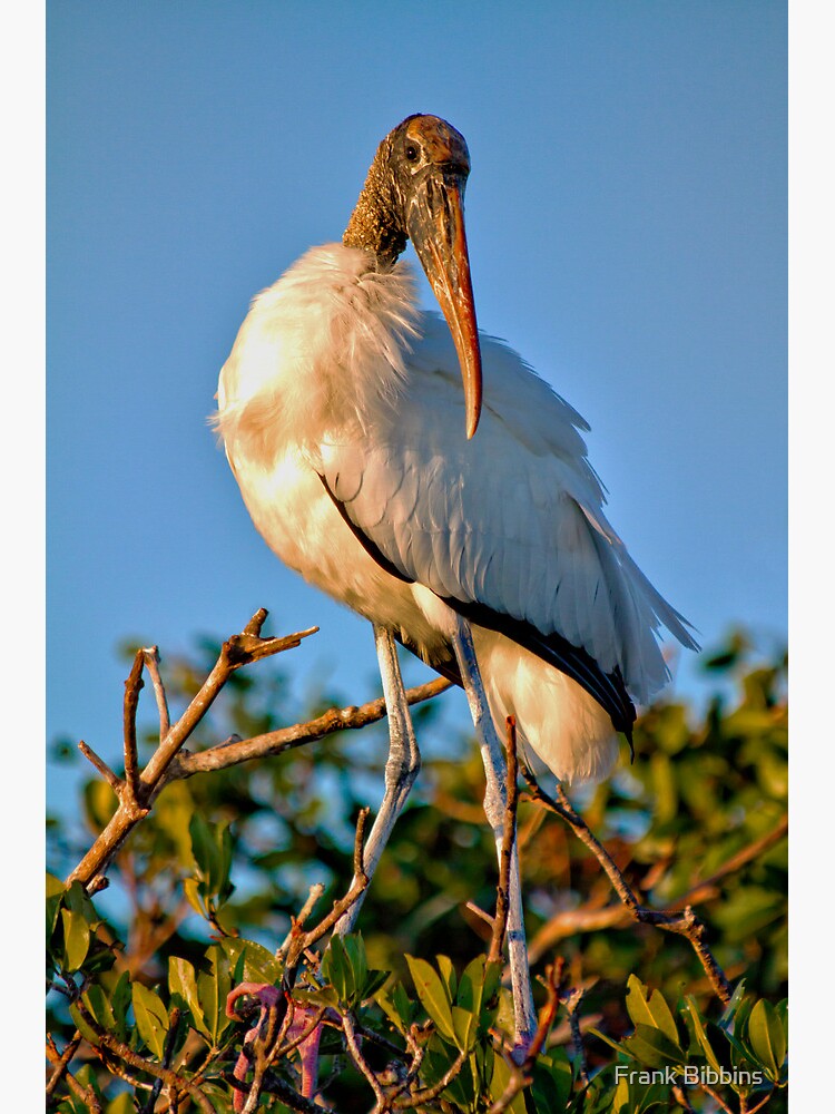 Adult Wood Stork by organicman2
