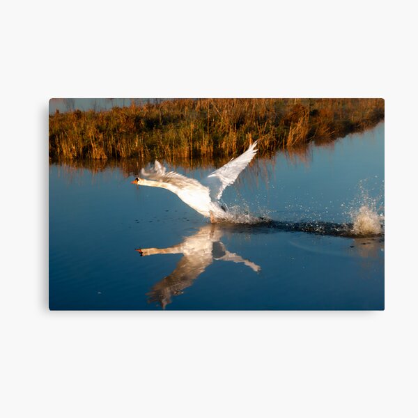 Item preview, The reflection designed and sold by THHoang.
