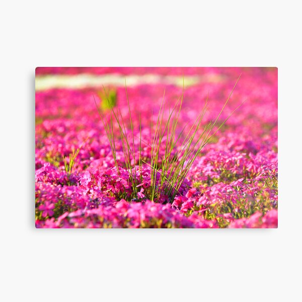 Local Japanese Flower Metal Print