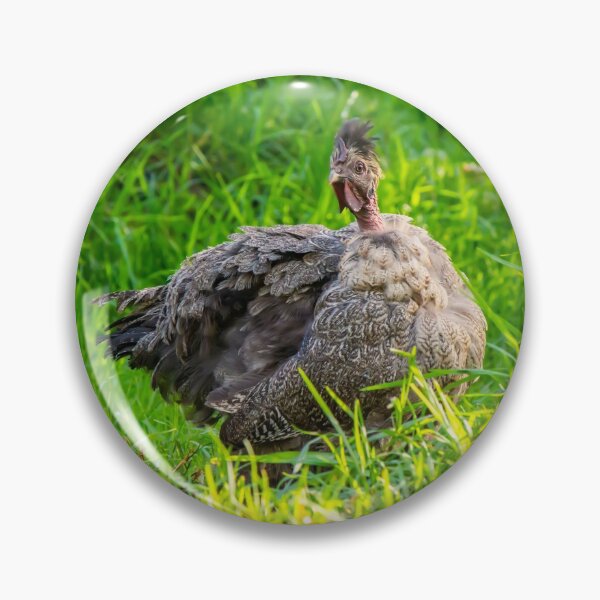 Artikelvorschau, Quizzical Black Naked Neck Hen entworfen und verkauft von FigTreeMagick.