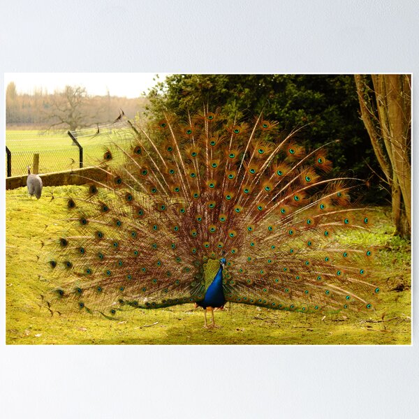 Item preview, Peacock designed and sold by yampy.