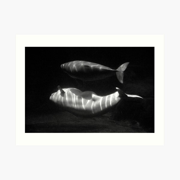 Beluga and baby Art Print