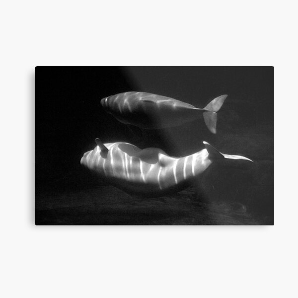 Beluga and baby Metal Print