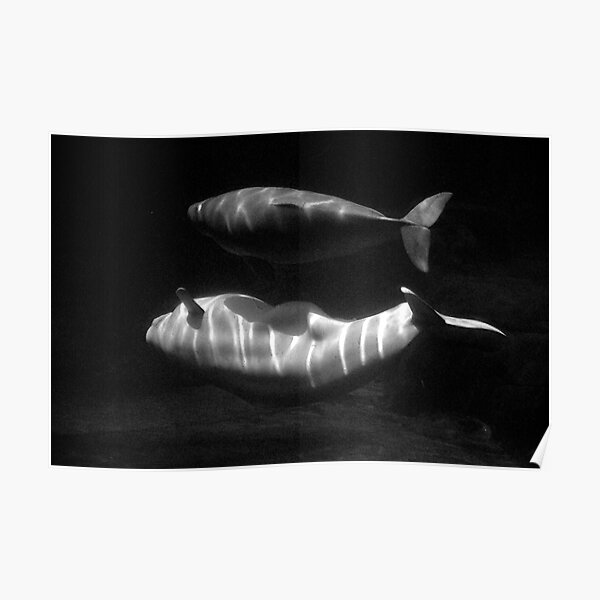Beluga and baby Poster