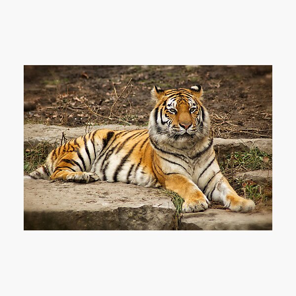 Siberian Tiger Photographic Print