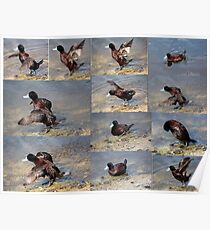 Collage of Blue Bill Ducks. Poster