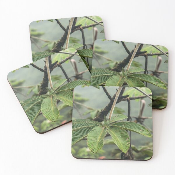 Item preview, FLOWERS COSTA RICA - MONTEVERDE - CLOUD FOREST  designed and sold by Tropical Blood.