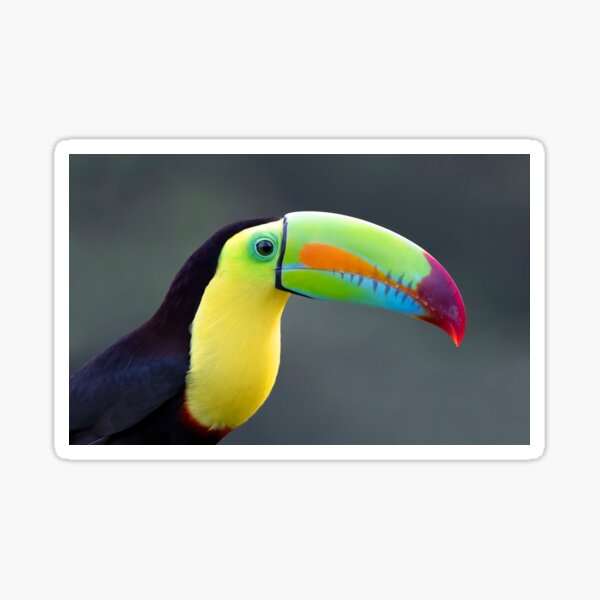 Item preview, Keel-billed Toucan - Costa Rica designed and sold by James Cumming.