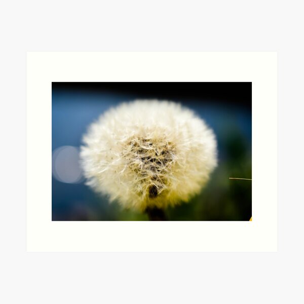 Item preview, Detail of Dandelion! designed and sold by Anoebis.