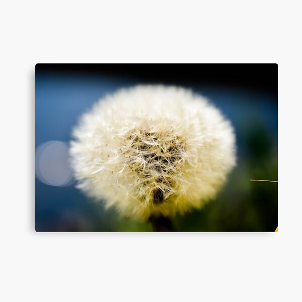 Item preview, Detail of Dandelion! designed and sold by Anoebis.