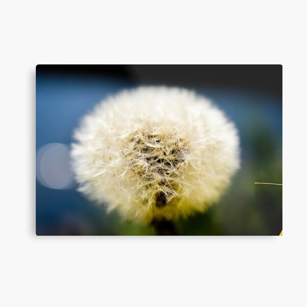 Item preview, Detail of Dandelion! designed and sold by Anoebis.