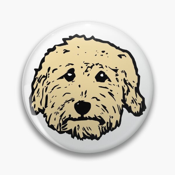 apricot teddy bear dog