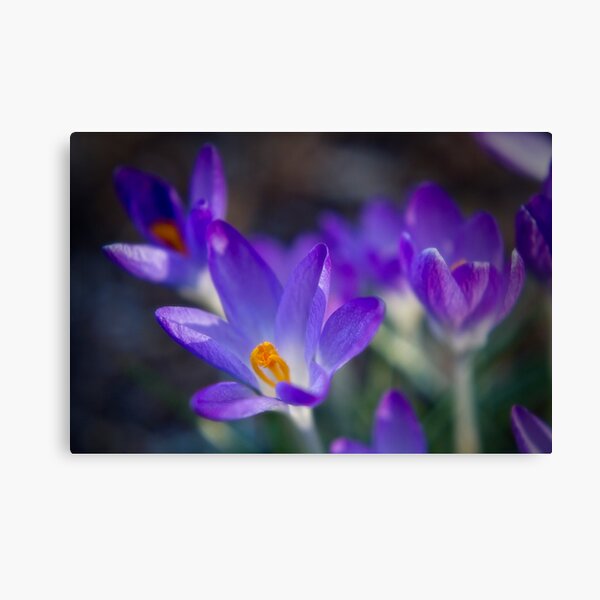 The Spring Crocus Canvas Print