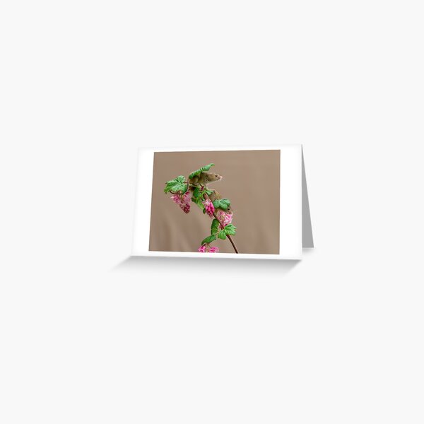 Sharing is Caring mice Greeting Card