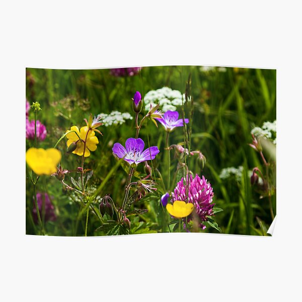Wild flowers Poster