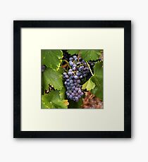 Grapevine Framed Print