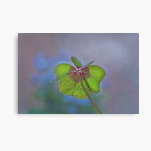 A lucky day Canvas Print