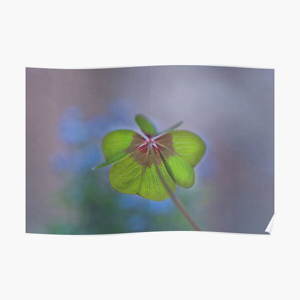A lucky day Poster