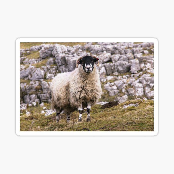 Dalesbred Sheep Sticker