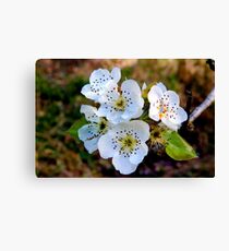 Pear Blossoms Canvas Print