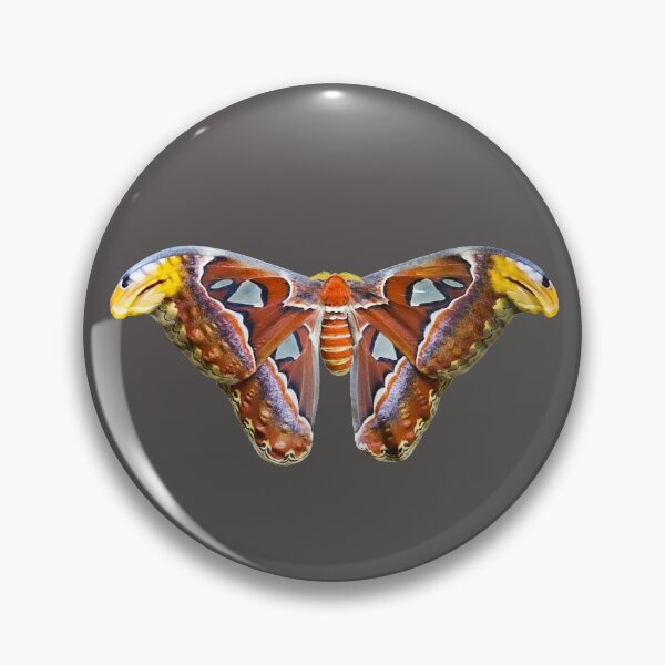 Artikelvorschau, Atlas Motte | Attacus-Atlas | Bug Collector | ACNL ACNH | Entomologe | Insekten entworfen und verkauft von BlueNoseTrading.