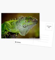 Staring iguana Postcards