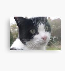 Cats Eyes Canvas Print