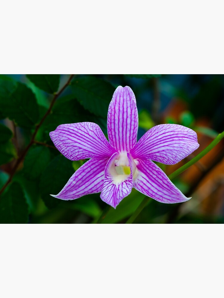 Tarjetas de felicitación «Hermosa orquídea lavanda con franjas blancas» de  vancer7 | Redbubble