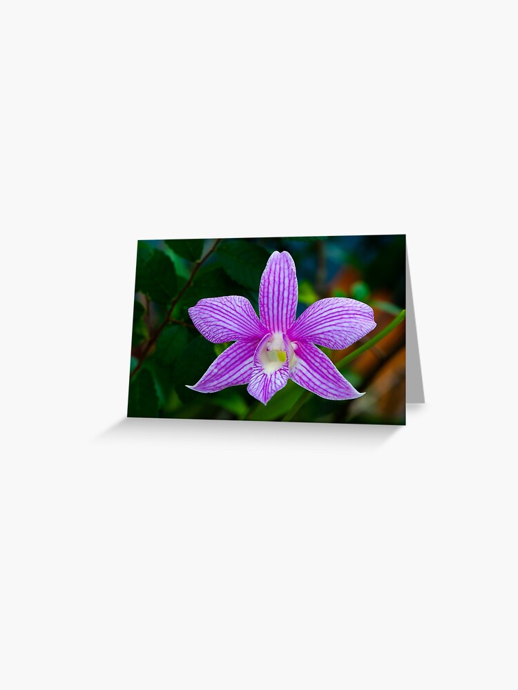 Tarjetas de felicitación «Hermosa orquídea lavanda con franjas blancas» de  vancer7 | Redbubble