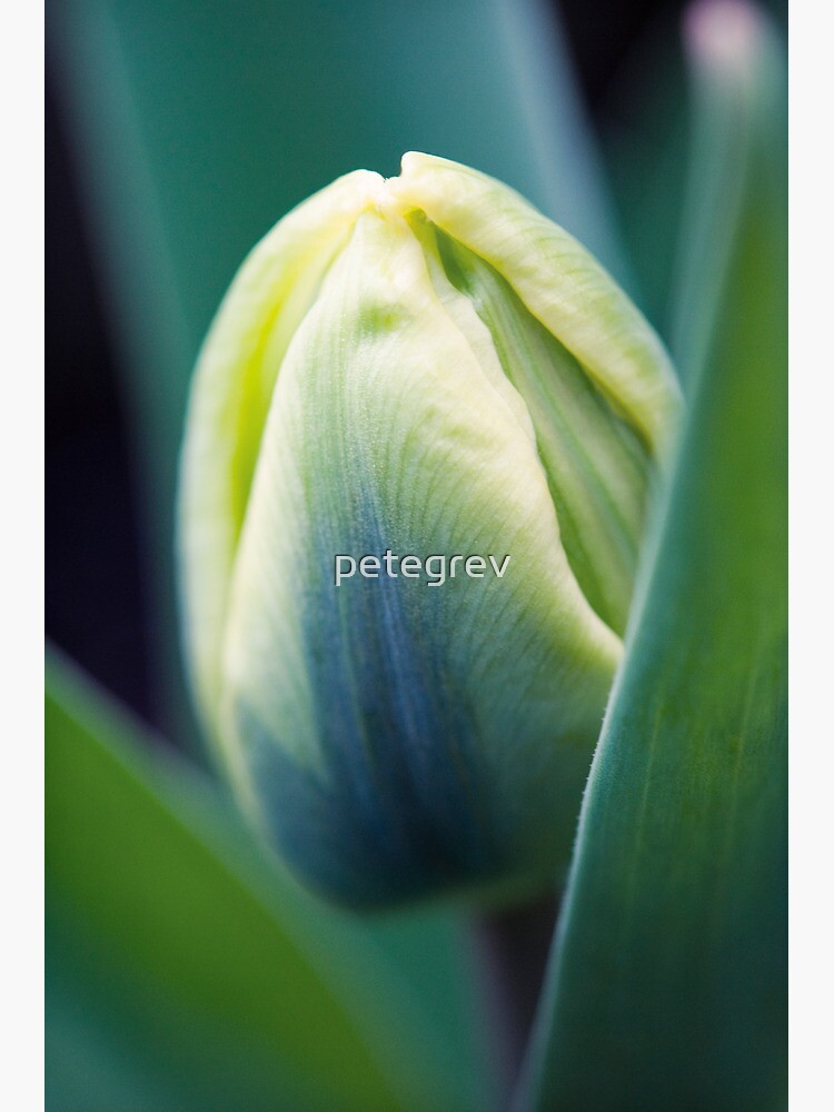 Day 252 - 18th March 2012 by petegrev