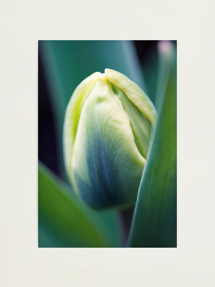 Alternate view of Day 252 - 18th March 2012 Photographic Print