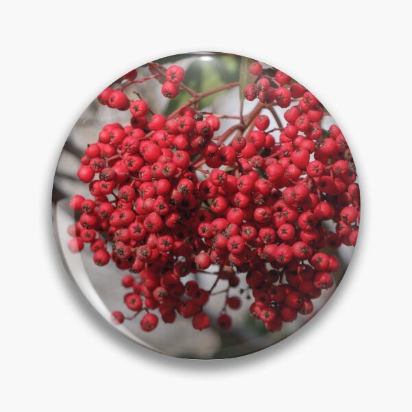 Item preview, Red Berries of the Toyon Plant designed and sold by Ian Christopher.