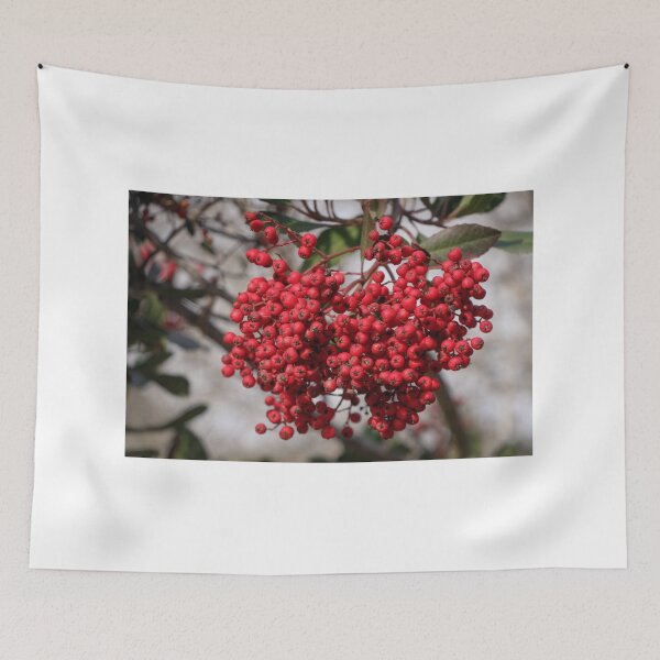 Item preview, Red Berries of the Toyon Plant designed and sold by Ian Christopher.