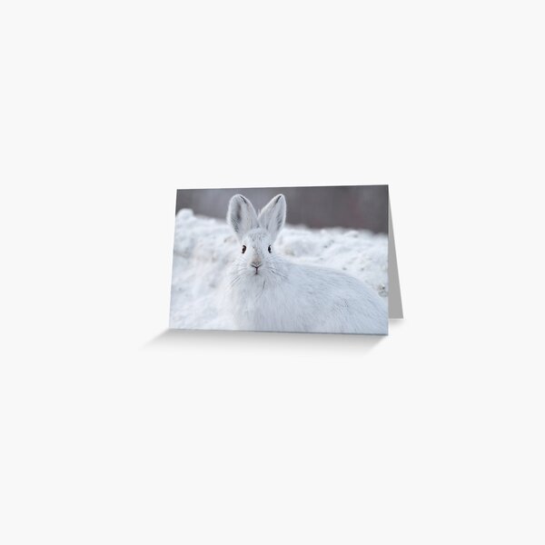 A Moment of Indecision Greeting Card