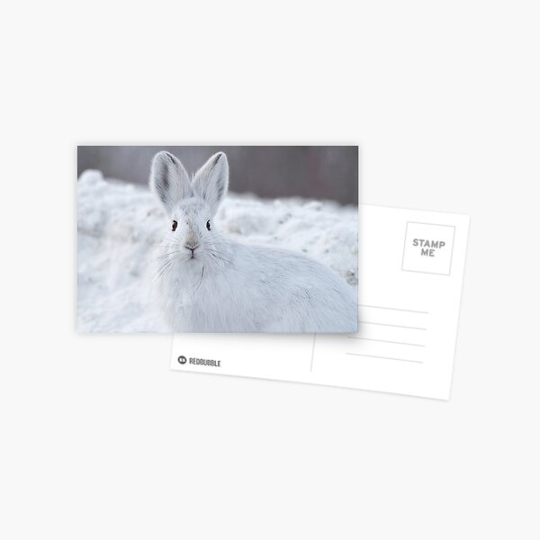 A Moment of Indecision Postcard