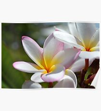 Frangipanis Poster