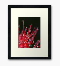 Bottle Brush Framed Print