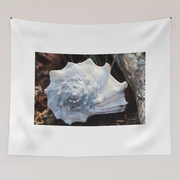 Item preview, Knobbed Whelk Shell designed and sold by Cynthia48.