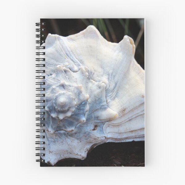 Item preview, Knobbed Whelk Shell designed and sold by Cynthia48.