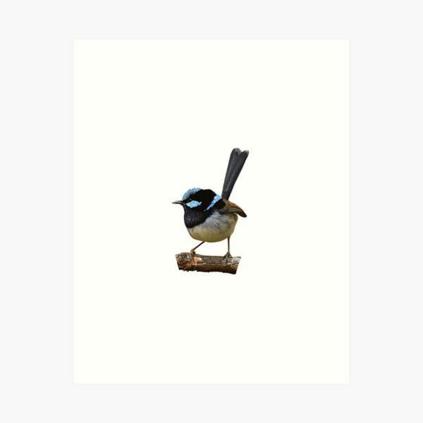 Superb Fairy-wren male 6 Art Print