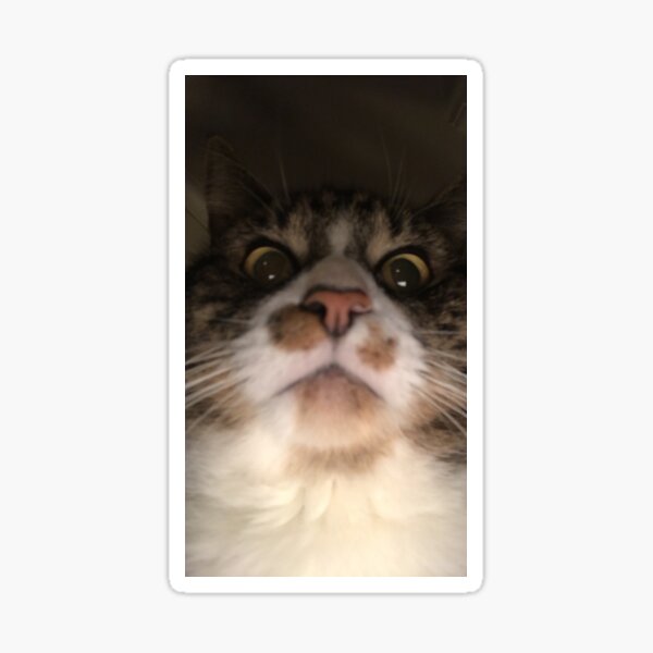 Cat Sticker