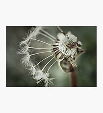Breathe Photographic Print