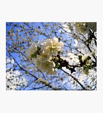 Tree Blossoms Photographic Print