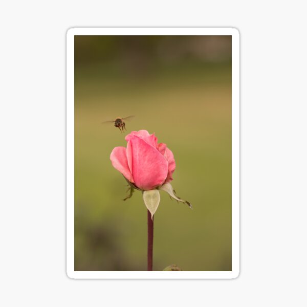 Bee pink Sticker