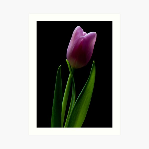 Spring Tulip Art Print