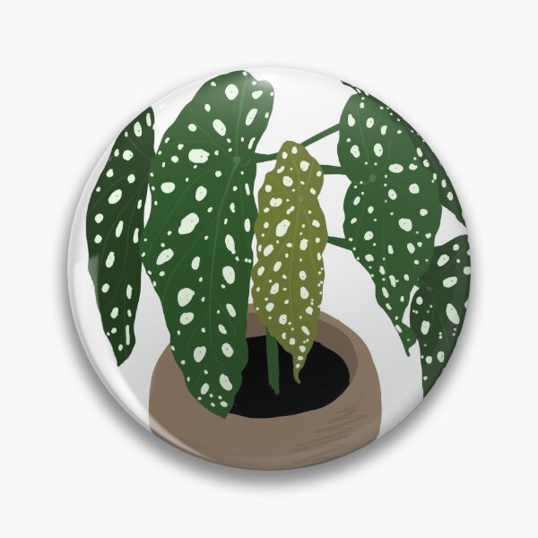 Item preview, Begonia maculata designed and sold by lu-lu.