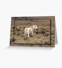 Lone White Stallion Greeting Card