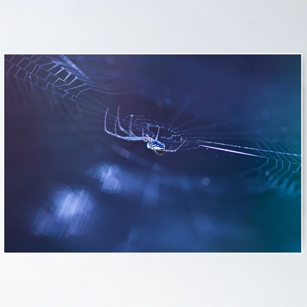 Cold Spider Poster