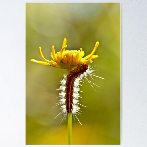 Item preview, Up up I go ....... designed and sold by Nina  Matthews Photography.